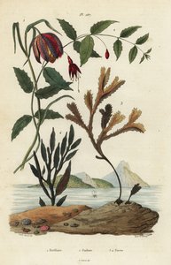 رأس الأفعى ، Fritillaria Meleagris 1 ، الطائر الطنان الفوشيا ، Fuchsia Magellanica 2 ، الثعلب المسنن ، Fucus serratus 3 و Fucus siliqueux 4. Fritillaire ، Fuchsie ، Fucus بواسطة غير معروف