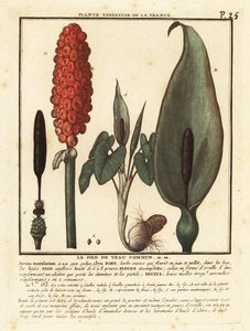 Snakeshead ، Arum maculatum. بواسطة فنان غير معروف