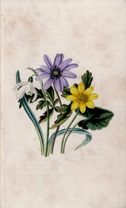 سنو بيرس وشقائق النعمان الزرقاء والسيلدين الصغير. مطبوعة حجرية للويزا آن تواملي (1812-1895) في زهرتنا البرية، تشارلز تيلت، لندن، إنجلترا بواسطة فنان غير معروف