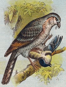 عصفور. نقش في "Alphabet de ma petite fille". برناردين-بيشيت وفلس ، بائعون وناشرون ، باريس ، حوالي عام 1895. ألبوم غير قابل للكسر على قماش. Bibliotheque des Bebes. 12 صفحة. ألبوم يحتوي على طريقة قراءة ومختصر توضيحي. قاتمة: بواسطة غير معروف