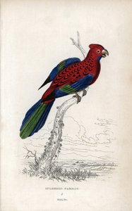 ببغاء رائع (Psittacus gloriosus). Platycerus elegans. مطبوعة حجرية لجوزيف كيد، استناداً إلى رسم لجون أودوبون، في متفرقات التاريخ الطبيعي: الببغاوات، السير توماس ديك لودر والكابتن توماس براون، نُشر في إدنبرة، اسكتلندا، عام 1833. بواسطة فنان غير معروف
