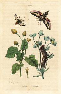 Spurge hawk-moth, Hyles euphorbiae, and caterpillar 1, hornet moth, Sesia apiformis 2, and toothache plant, Spilanthes species بواسطة غير معروف