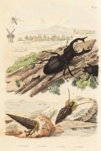 خنفساء الأيل ، الأيل 1 ، أخاديد Cerithiuni ورخويات وحيد القرن الخشنة 3،4 Cerocoma elateroides 5 و 6 Keroplatus tipuloides دبور بواسطة غير معروف