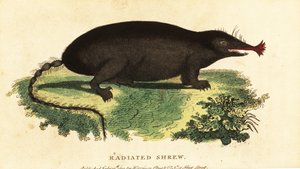 الخلد ذو الأنف النجمي ، Condylura cristata. ، 1800 (نقش) بواسطة فنان غير معروف