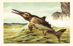 Stenopterygius quadriscissus ، إكثيوصور منقرض 1908 (طباعة حجرية) بواسطة فنان غير معروف