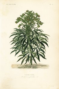 خربق النتن ، Helleborus foetidus ، Ellebore fetide بواسطة غير معروف