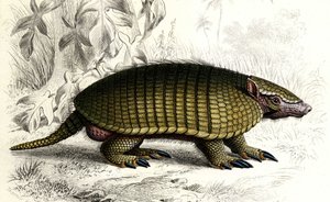 إنكوبرت أرماديلو (Dasypus sexeinetus)، من الثدييات. في "Dictionnaire universel d