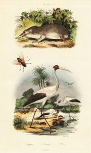 تينريك ، اللقلق وذبابة الحصان ، 1834-1839 (نقش) بواسطة فنان غير معروف