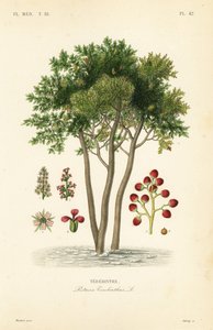 Terebinth أو شجرة التربنتين ، Pistacia terebinthus ، Terebinthe بواسطة غير معروف