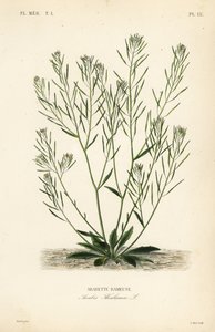 ثيل رشاد ، فأر أذن رشاد أو أرابيدوبسيس ، Arabidopsis thaliana ، Arabis thaliana ، أرابيت راموس بواسطة غير معروف