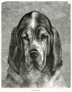 The Bloodhound. 1902 (litho) بواسطة غير معروف