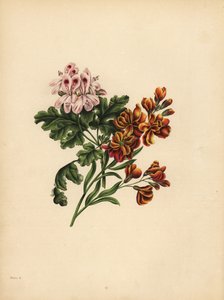 هيلين إبرة الراعي ، الأفضلية ؛ The Garden Wallflower ، الإخلاص في سوء الحظ بواسطة غير معروف