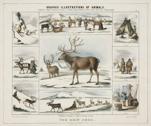 "The Rein Deer" حوالي عام ١٨٤٥ بواسطة غير معروف