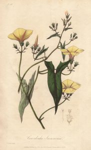 السكاموني (Convolvulus scammonia) - ماء قوي من قبل ويليام كلارك لتوضيح "النباتات الطبية، وصف النباتات الطبية في لندن وإدنبرة ودبلن" لجون ستيفنسون وجيمس مورس تشرشل، الذي نشره جون تشورك في لندن بواسطة فنان غير معروف