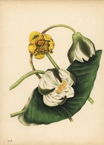 زنبق الماء الأبيض ، Nymphaea odorata ، وزنبق الماء الأصفر ، Nuphar lutea ، الصمت بواسطة غير معروف