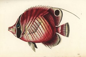 سمكة الفراشة ذات الزعنفة الخيطية، Chaetodon auriga (Chaetodon auriga (Chaetodon setifer) المخططة باللون الأحمر). رسم ونقش ريتشارد بوليدور نودر. نقش على لوح نحاسي ملون باليد من كتاب "منوعات عالم الطبيعة" لجورج شو وفريدريك نودر، لندن بواسطة فنان غير معروف