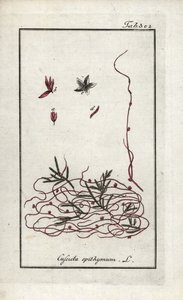 زعتر الزعتر أو زهرة الزعتر الصغيرة (Cuscuta epithymum). مطبوعة حجرية من "Afbeelding der Artseny-Gewassen" ليوهانس زورن (1739-1799)، هولندا بواسطة فنان غير معروف