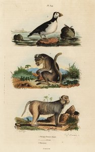 مكاك القوق ، Macaca sinica ، المهددة بالانقراض 1 ، مكاك الريسوس ، Macaca mulatta 2 ، والببغاء auklet ، Aethia psittacula 3 بواسطة غير معروف