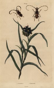 Trachyderes strutting 1 ، 2 Trachyderes الفك السفلي وفرجينيا العنكبوت ، Tradescantia virginiana 3 بواسطة غير معروف