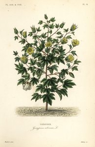 قطن الشجرة ، Gossypium arboreum ، Cotoninier بواسطة غير معروف