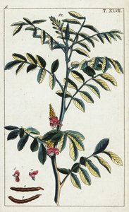 النيلي الحقيقي ، Indigofera tinctoria. بواسطة فنان غير معروف