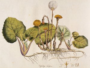 Tussilago fara/Tussilage no donkey بواسطة غير معروف