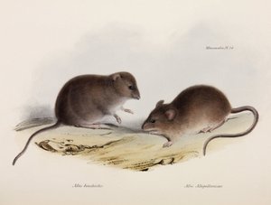 نوعان من الفأر ، أمريكا الجنوبية ، ج 1832-1836 بواسطة غير معروف