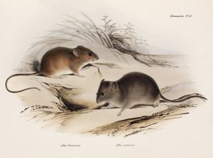 نوعان من الفأر ، أمريكا الجنوبية ، ج 1832-1836 بواسطة غير معروف
