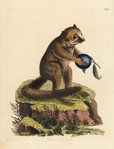 فصيلة غير معروفة من ليمور الأدغال أو ليمور الفأر (الليمور الصغير، ليمور مينوتوس). رسم ونقش ريتشارد بوليدور نودر. نقش على لوح نحاسي ملون باليد من كتاب "منوعات عالم الطبيعة" لجورج شو وفريدريك نودر، لندن بواسطة فنان غير معروف