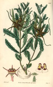فاريت من Brachystelma (Brachystelma crispum) - رسم توضيحي لويليام جاكسون هوبر (1785-1865)، نقش بواسطة سوان، لمجلة النباتات لويليام كورتيس بواسطة فنان غير معروف