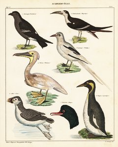 أصناف طيور البحر. ، 1841 (طباعة حجرية) بواسطة فنان غير معروف
