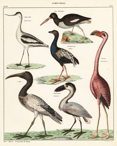 أصناف من الطيور الخواضة. ، 1841 (طباعة حجرية) بواسطة فنان غير معروف