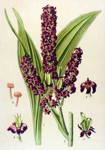 نبات سام (سام): أسود فيراتر (Veratrum nigrum) بواسطة فنان غير معروف