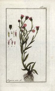 فيرغيريت أكر (إيريغيرون أكريس). مطبوعة حجرية من "صورة أرتسيني-جيواسن" ليوهانس زورن (1739-1799)، هولندا بواسطة فنان غير معروف