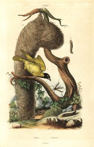 طائر وعش نساج القرية ، Ploceus cucullatus ، وذبابة رافعة ، أنواع Tipula بواسطة غير معروف
