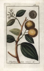 فوميكر (ستريشنيس نكس فوميكا). مطبوعة حجرية من "Afbeelding der Artseny-Gewassen" ليوهانس زورن (1739-1799)، هولندا بواسطة فنان غير معروف