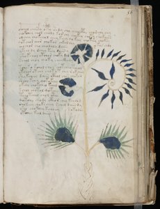 Voynich Manuscript folio 56r, c.1500 (ink on parchment) بواسطة غير معروف