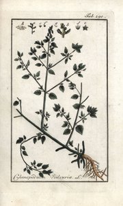فولفار (Chenopodium vulvaria). مطبوعة حجرية من "صورة لفناني جيواسن" ليوهانس زورن (1739-1799)، هولندا بواسطة فنان غير معروف