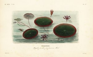 الدرع المائي ، Brasenia schreberi ، Hydropeltis purpurea ، Hydropeltis بواسطة غير معروف