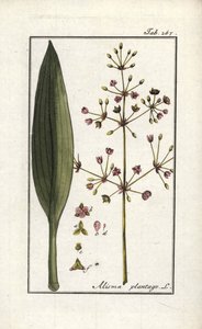 لسان الحمل المائي (Alisma plantago-aquatica). مطبوعة حجرية من كتاب "Afbeelding der Artseny-Gewassen" (معشبة النباتات الطبية) ليوهانس زورن (1739-1799)، هولندا بواسطة فنان غير معروف