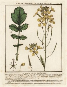 جرجير أوراق الجرجير ، Erucastrum nasturtiifolium. بواسطة فنان غير معروف
