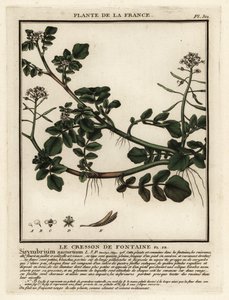الجرجير ، Nasturtium officinale. بواسطة فنان غير معروف
