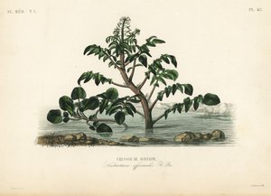 الجرجير أو الجرجير الأصفر ، Nasturtium officinale ، Cresson de Fontaine بواسطة غير معروف