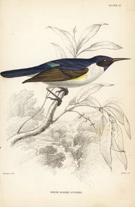 طائر الشمس الغربي أرجواني الظهر، أنثربتس لونجيماري (طائر الشمس أبيض الجسم، أنثربتس ليوكوسوما). نقش يدوي من الفولاذ الملون بواسطة ويليام ليزارس بعد ويليام سوينسون من مكتبة السير ويليام جاردين الطبيعية: علم الطيور: طيور غرب أفريقيا, بواسطة فنان غير معروف
