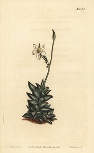 anacampseros الأبيض المزهرة ، Anacampseros arachnoides بواسطة غير معروف