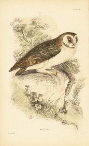 البومة البيضاء أو بومة الحظيرة ، Tyto alba ، تطفو على صخرة. 1889 (نقش) بواسطة فنان غير معروف