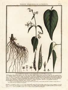 نبتة السنونو البيضاء ، Vincetoxicum hirundinaria. بواسطة فنان غير معروف