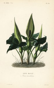 أروم البرية ، اللوردات والسيدات أو جاك في المنبر ، Arum maculatum ، Arum macule بواسطة غير معروف
