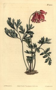 القلب النازف البري ، Dicentra formosa بواسطة غير معروف