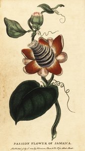 زهرة العاطفة ذات الجذع المجنح، Passiflora elata، 1800 (نقش) بواسطة فنان غير معروف